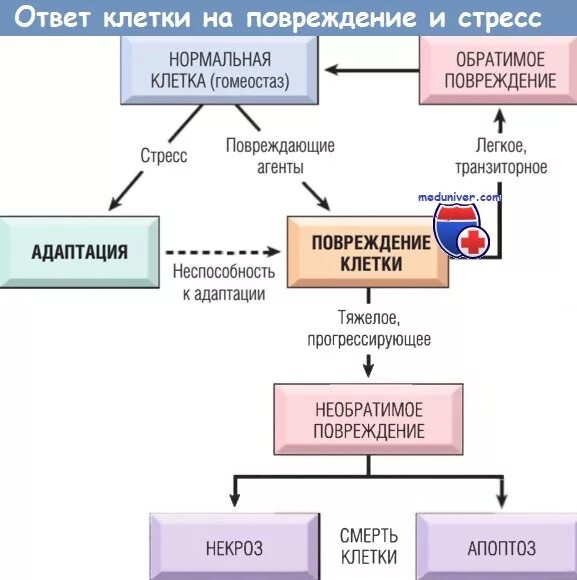 Обратимые повреждения клеток. Необратимые повреждения клетки. Обратимые и необратимые изменения клеток. Признаки необратимого повреждения клеток.