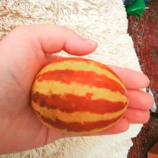 Мини дыня вьетнамская