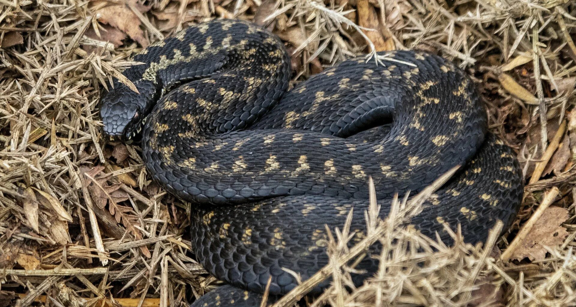 Семена гадюка. Палестинская гадюка (Vipera Palaestinae). Гадюка Казнакова. Гадюка Динника. Гадюка обыкновенная голубая.