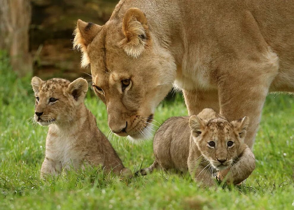 Львенок лежит. Животные. Животные фото. И был со зверями. Дикие звери в природе.
