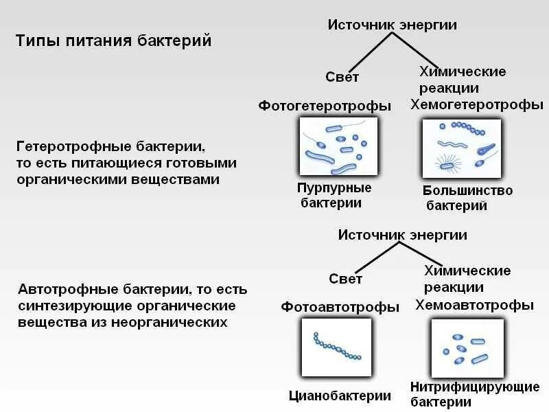 Типы питания бактерий микробиология схема. Питание бактерий классификация микроорганизмов таблица. Бактерии по типу питания микробиология. Схема классификация бактерий микробиология.