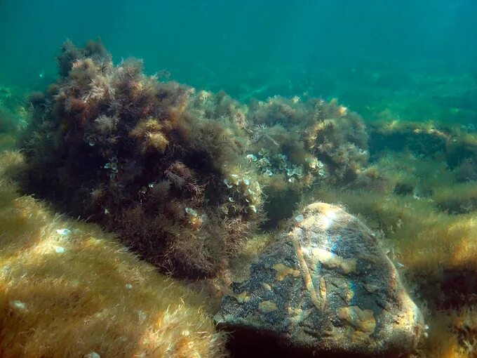 5 дней в черном море. День черного моря. Черное море. 5 дней в черном море. 5 дней в черном море.