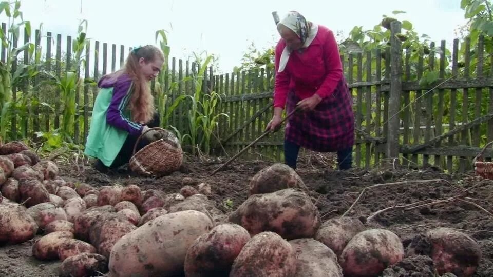 Выкопали картофель и подводим итог: Сорта, которые порадовали урожаем, а также н