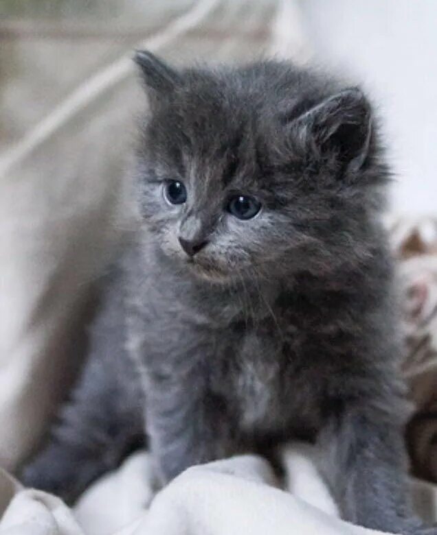 Серый котенок купить. Нибелунг котенок 2 месяца. Дымчатый котенок. Серый котёнок. Дымчатый пушистый котенок.