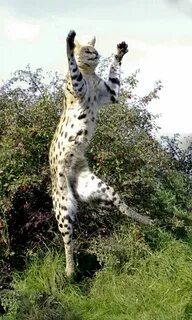 Big cats live all around