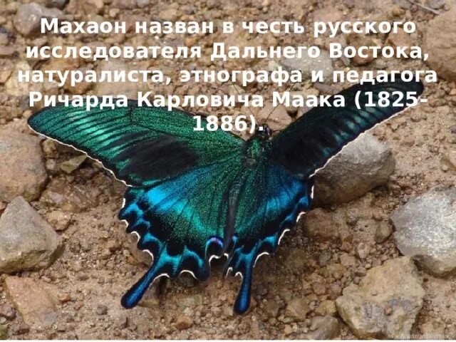 Парусник Маака: коллекция желтых бабочек Торты, конфеты, пироги iberia-restauran