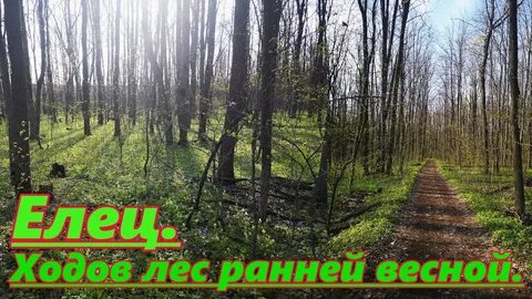 Лес ход