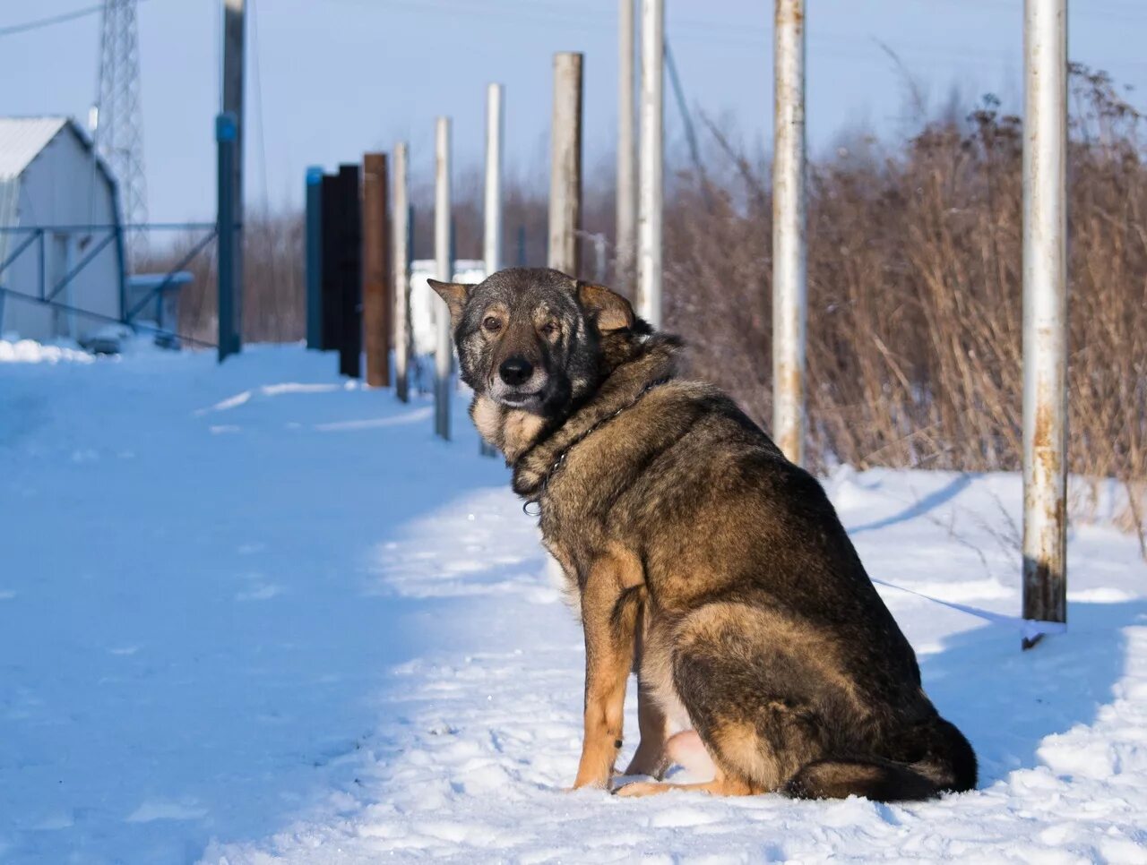 Самые хорошие собаки в вологде. Животные г вологда. Животные г вологда. Животные г вологда. Линда собака.