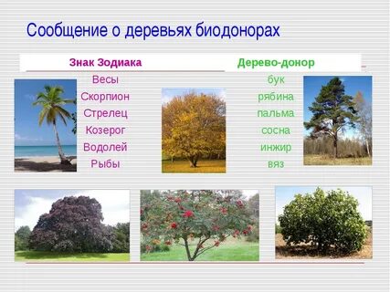 Дерево случайного эксперимента 10 класс