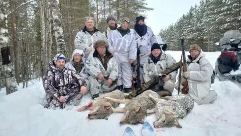 Сколько платят за волка