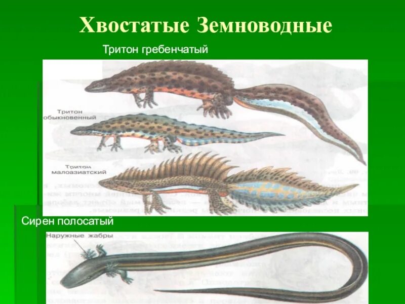 Гребенчатый Тритон представитель отряда. Гребенчатый Тритон хвостатый. Хвостатые земноводные тритоны. Земноводные амфибии Тритон.