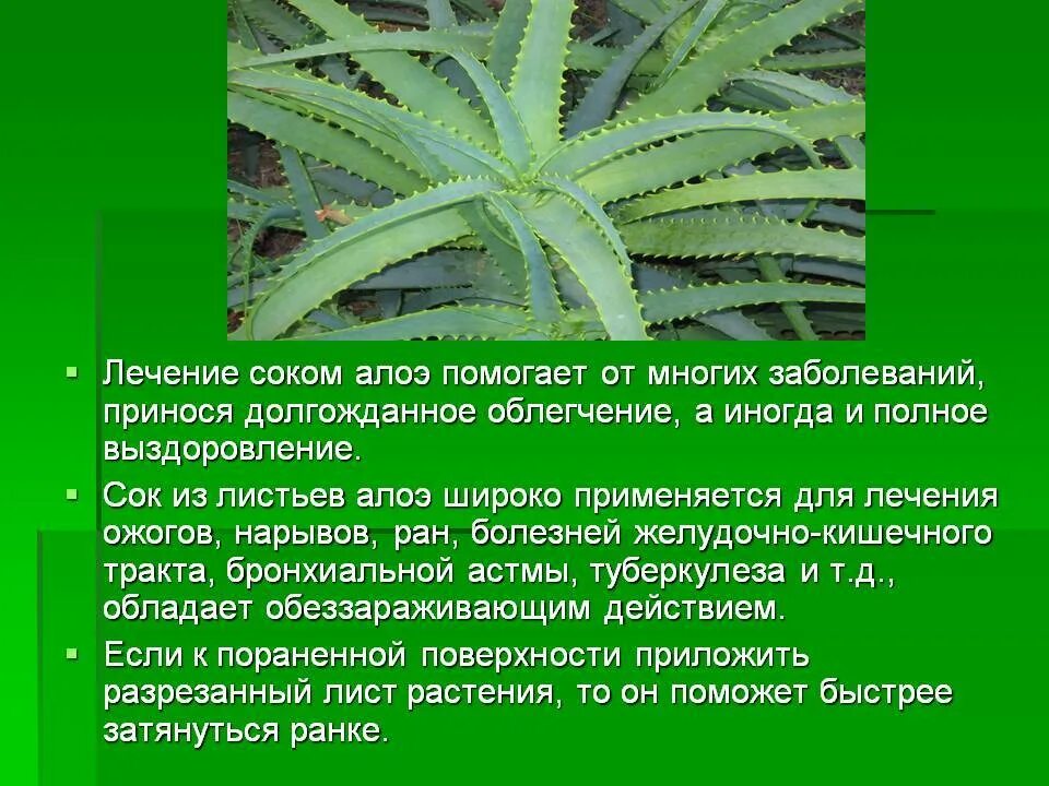 Чем полезно растение алоэ