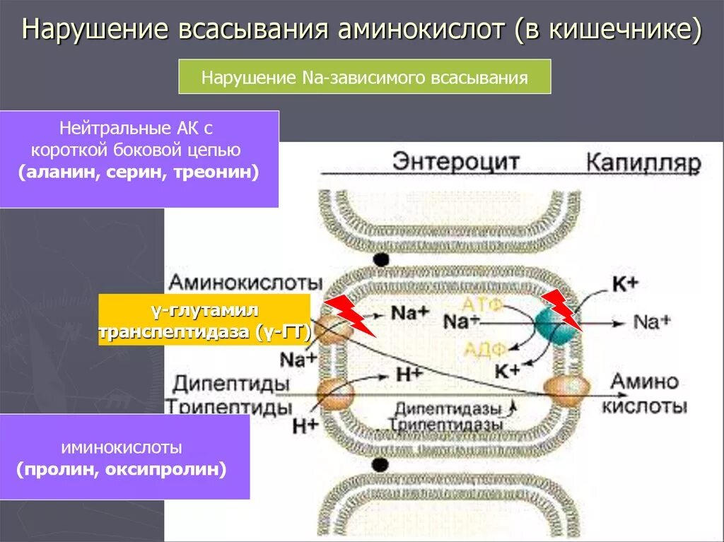 Механизм всасывания аминокислот. Всасывание аминокислот в кишечнике. Механизм всасывания аминокислот в кишечнике. Механизм всасывания аминокислот в тонком кишечнике..