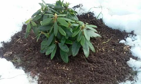Рододендрон надо укрывать на зиму
