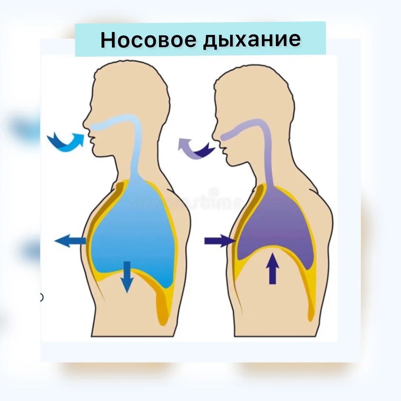 Процесс во время дыхательного движения. Обычное дыхание. Циркуляция дыхания. Движение воздуха в организме человека. Дыхание обычного человека.