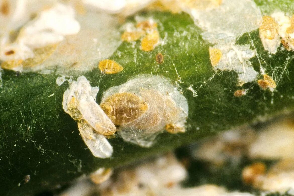 Как выглядит щитовка на комнатных. Тутовая щитовка pseudaulacaspis pentagona. щитовка и ложнощитовка. щитовка розанная (aulacaspis rosae). тутовая щитовка (pseudaulacaspis pentagona (targ.-toz.)).
