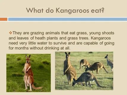 Kangaroo перевод на русский с транскрипцией
