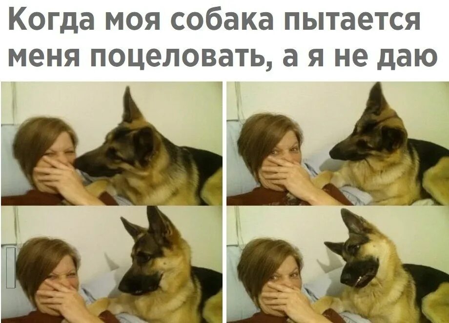 Жена хочу собаку