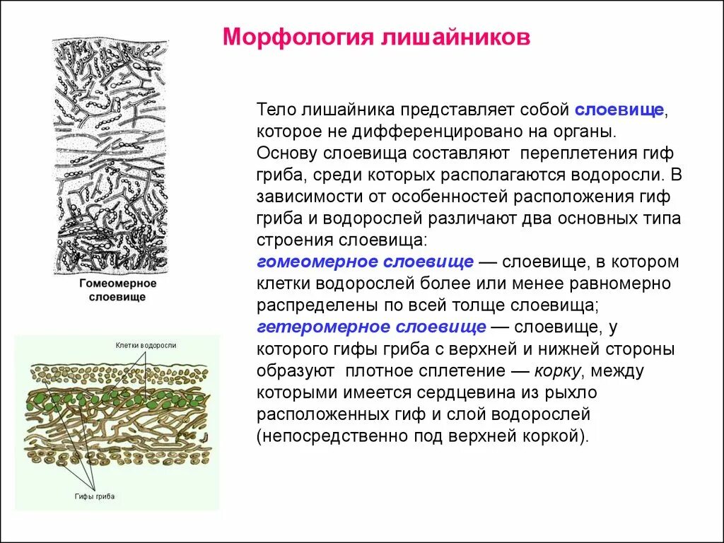 Морфология тела лишайника. Строение слоевища лишайника. Морфология слоевища лишайников. Строение слоевища лишайников. 3 организма лишайников