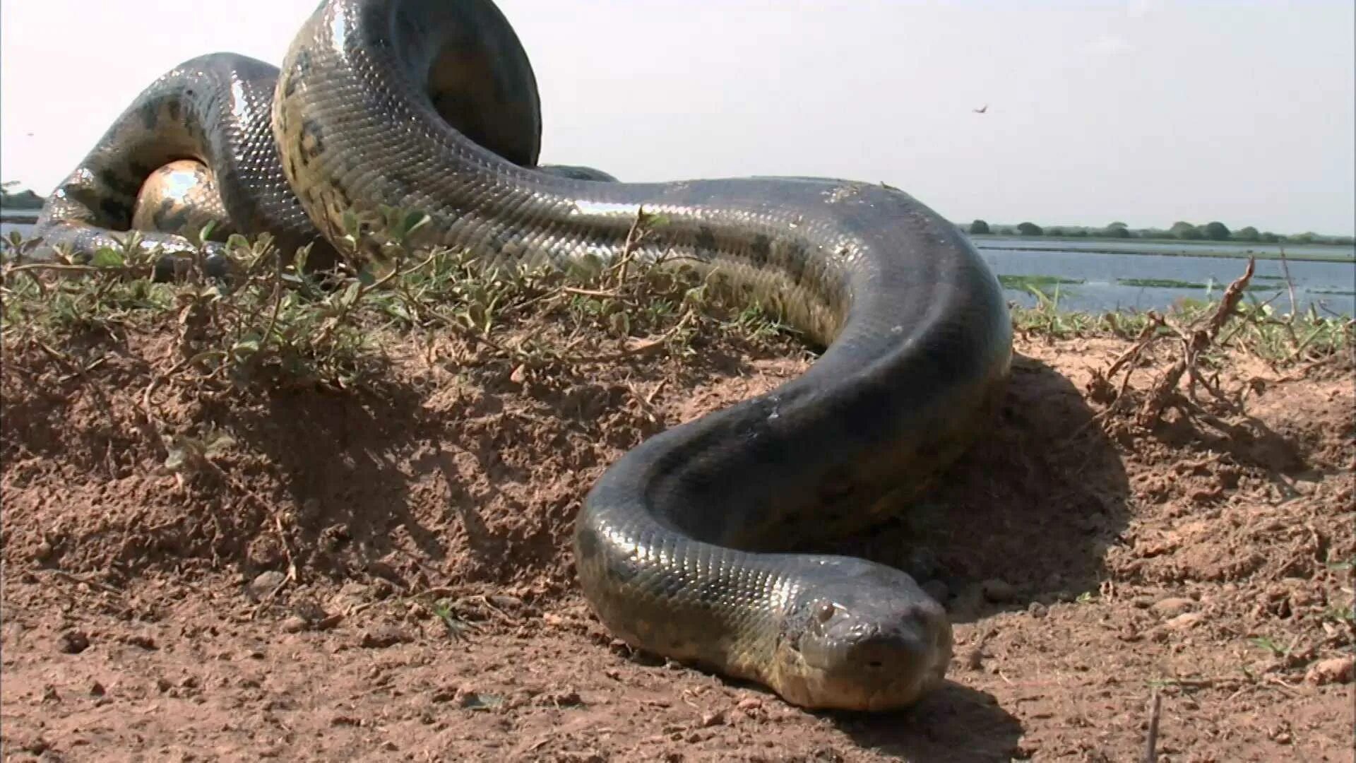 Большие змеи в воде