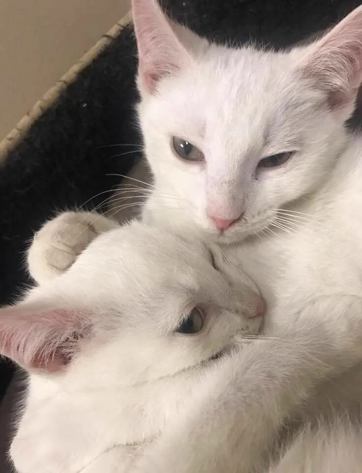 Хочу белую кошку