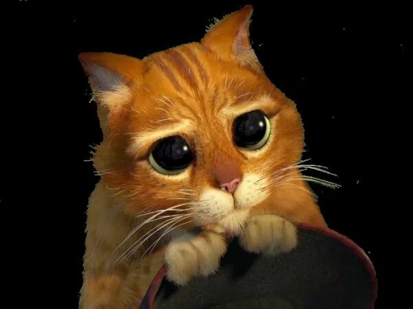 Кот в сапогах глаза. Кот в сапогах из шрека глаза. Кот в сапогах шрек 2. Жалобные кошки. Жалобные кошки.