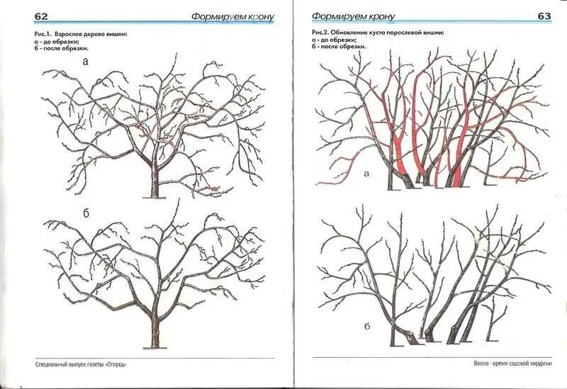 Можно ли обрезать вишню. Осенняя обрезка черешни схема. Обрезка вишни и черешни весной. Схема обрезки черешни весной. Обрезка вишни схема.