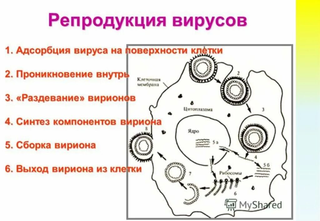 Фазы репродукции вирусов. Последовательность этапов репродукции вирусов. Стадии репродукции вирусов микробиология. Адсорбция вируса