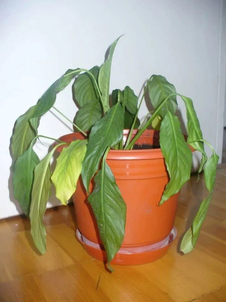 Спатифиллум скручиваются листья. Что делать если завял цветок. Цветок на шкаф с отвисающими листьями. Завядший спатифиллум. Алоэ чахнет.