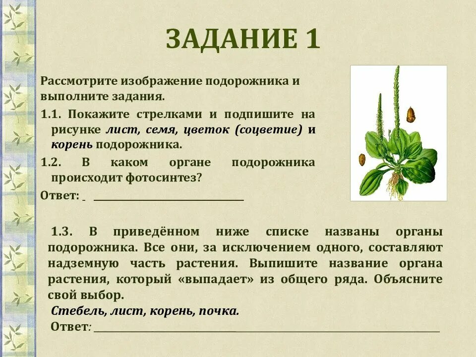 Декоративные биологии 5 класс. Как написать сообщение по биологии 5 класс. Рост это в биологии 5 класс определение. Обложка для доклада 5 класс по биологии.