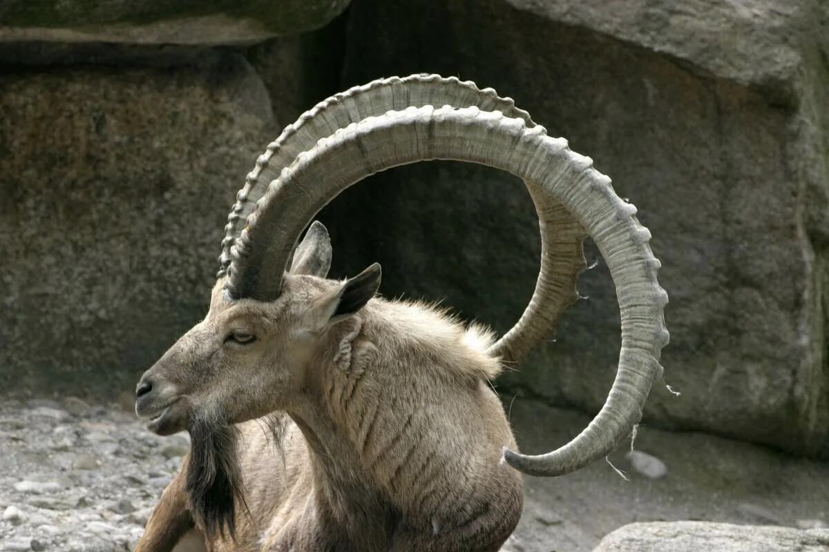 Альпийский горный козёл ибекс. Сибирский горный козёл capra sibirica. Горная коза тоскана. Козерог сибирский горный козел. Как называется горный козел.