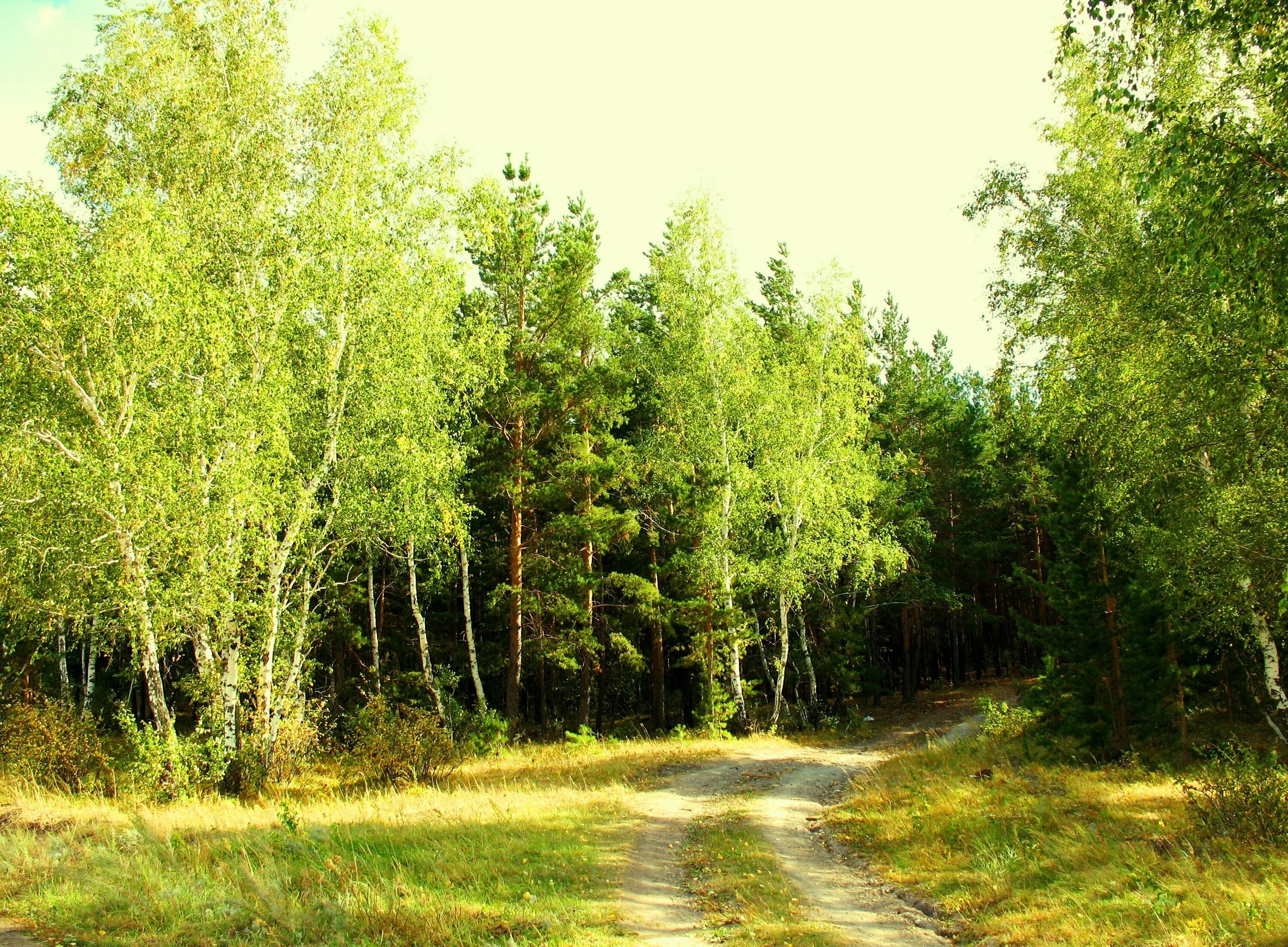 Хвойная полоса. Береща. Опушка леса Левитан. Смешанный Уральский лес опушка. Лиственный лес средней полосы России. Летний лес Лужского района.