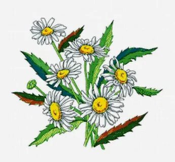 Рисованная ромашка картинки