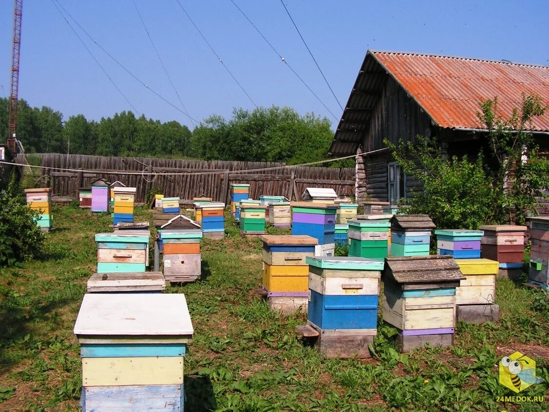 Пасека Петьялы. Пасека Суховых. Пасека Ватухина. Пасека Шелехметь. Купить пчелосемьи в воронежской области 2024 году