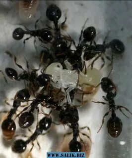 Ant t
