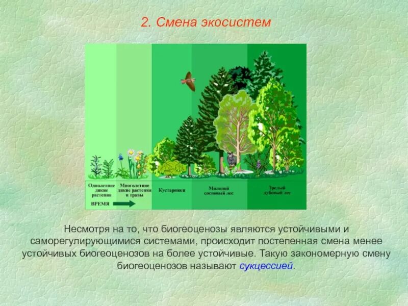 Как происходит смена сообществ. Смена экосистем. Изменение экосистемы. Устойчивость и смена экосистем. Смена биогеоценоза.