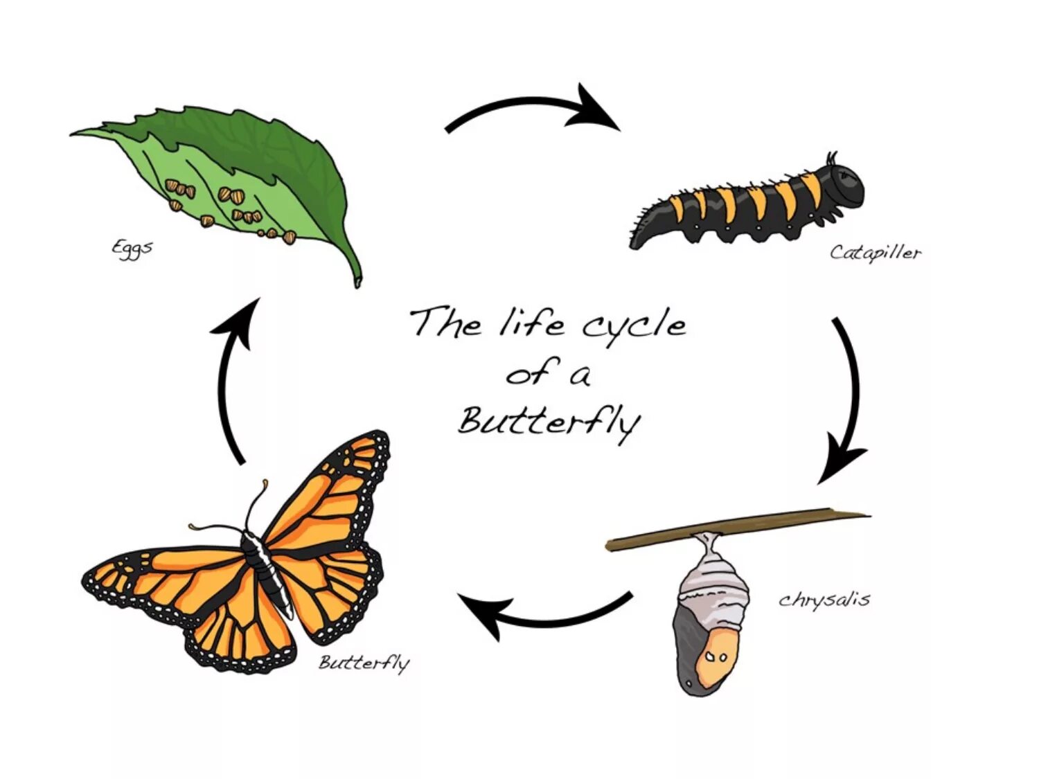 Развитие бабочки схема. Цикл развития насекомых бабочки. Стадии развития бабочки схема. Яйцо личинка бабочка стадия развития. Метаморфоз бабочки цикл.