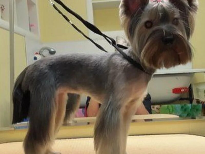 студия груминга спб. грумеры собачьи стрижки. грумер петербург. грумминг кудрово. подстричь собаку в воронеже левый берег.