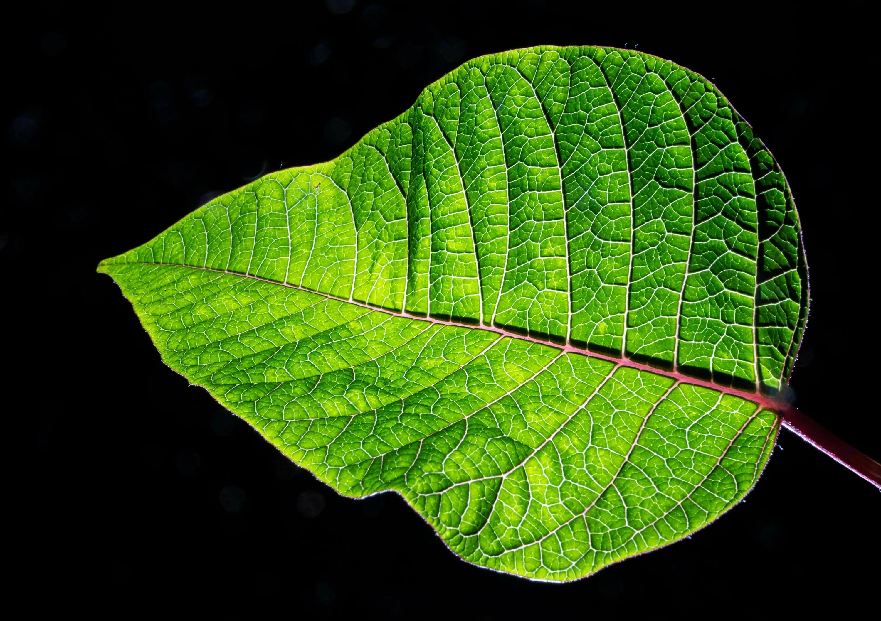 Ое лист. С826вт38 Leaf. Листья растений. Зеленый лист. Лист с прожилками.