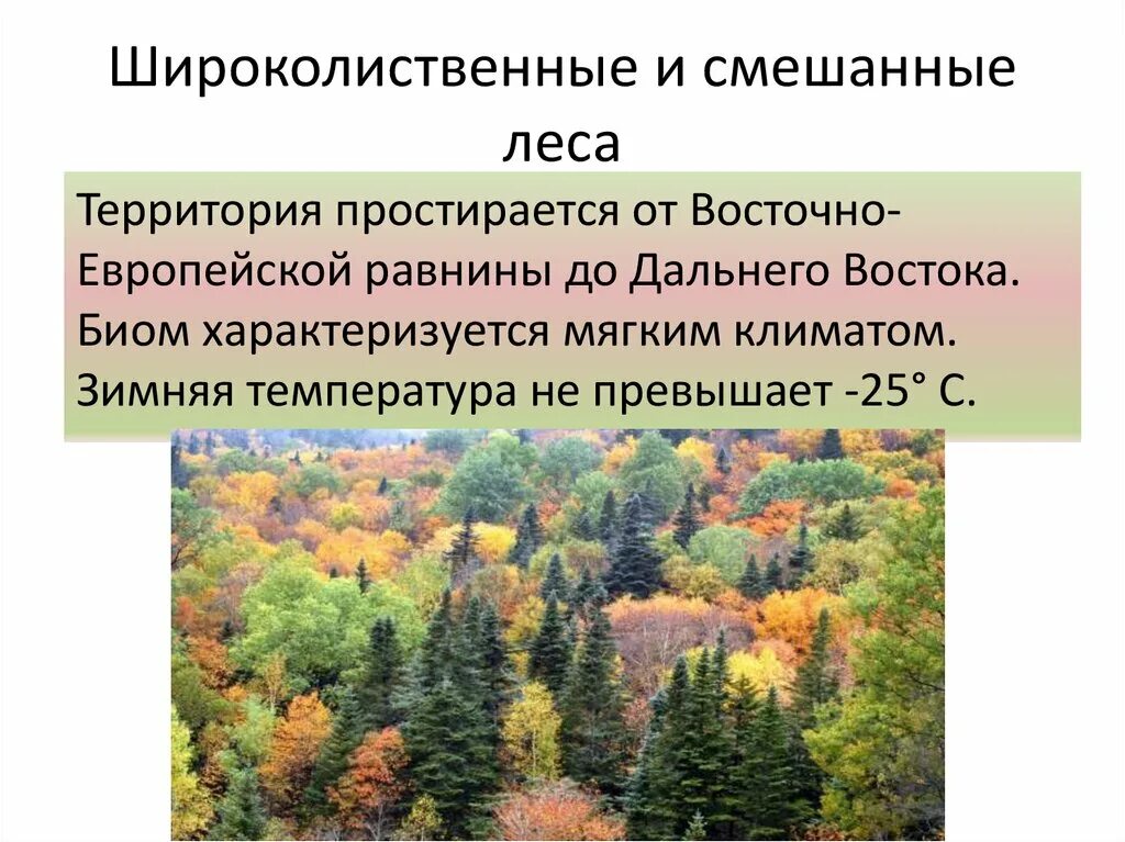 Зона смешанных и широколиственных лесов России. Природные зоны России смешанные и широколиственные леса. Зона широколиственных лесов России климат. Смешанные и широколиственные леса России климат. Широколиственные леса относительно морей и океанов