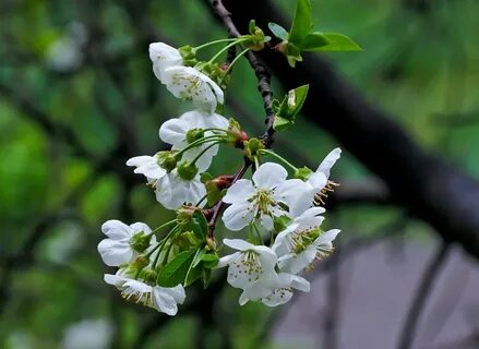 8 деревьев вишни