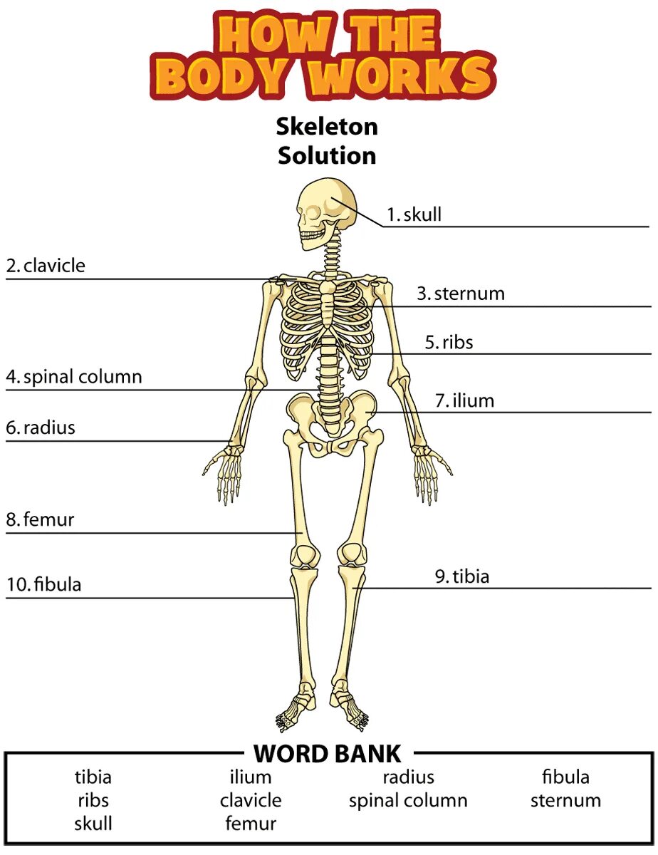 Скелет человека. Скелет человека на английском. Parts of body скелет. Части скелета на английском. The bones form