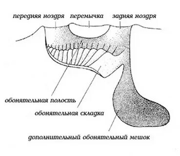 Строение ноздрей рыб