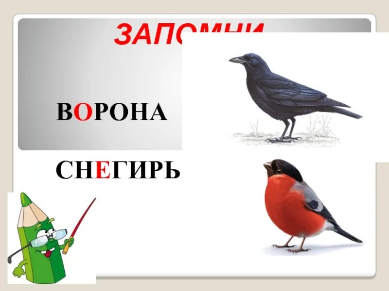 Снегирь сколько букв и звуков. Снегирь и ворона. карточка снегирь для детей. ворона и снегирь сравнение. сравни снегирь и ворону.