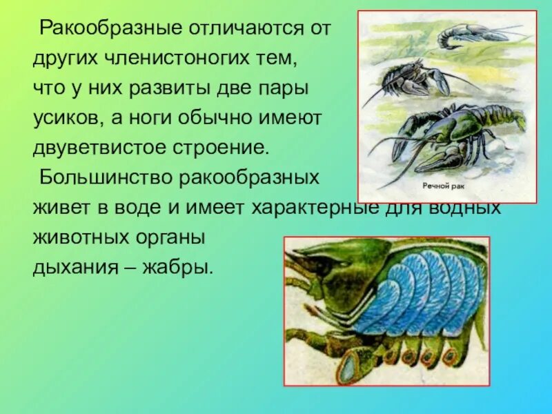 Отличия ракообразных. Характеристика класса ракообразные. Класс ракообразные общая характеристика. Членистоногие класс ракообразные. Ракообразные паукообразные насекомые конечности