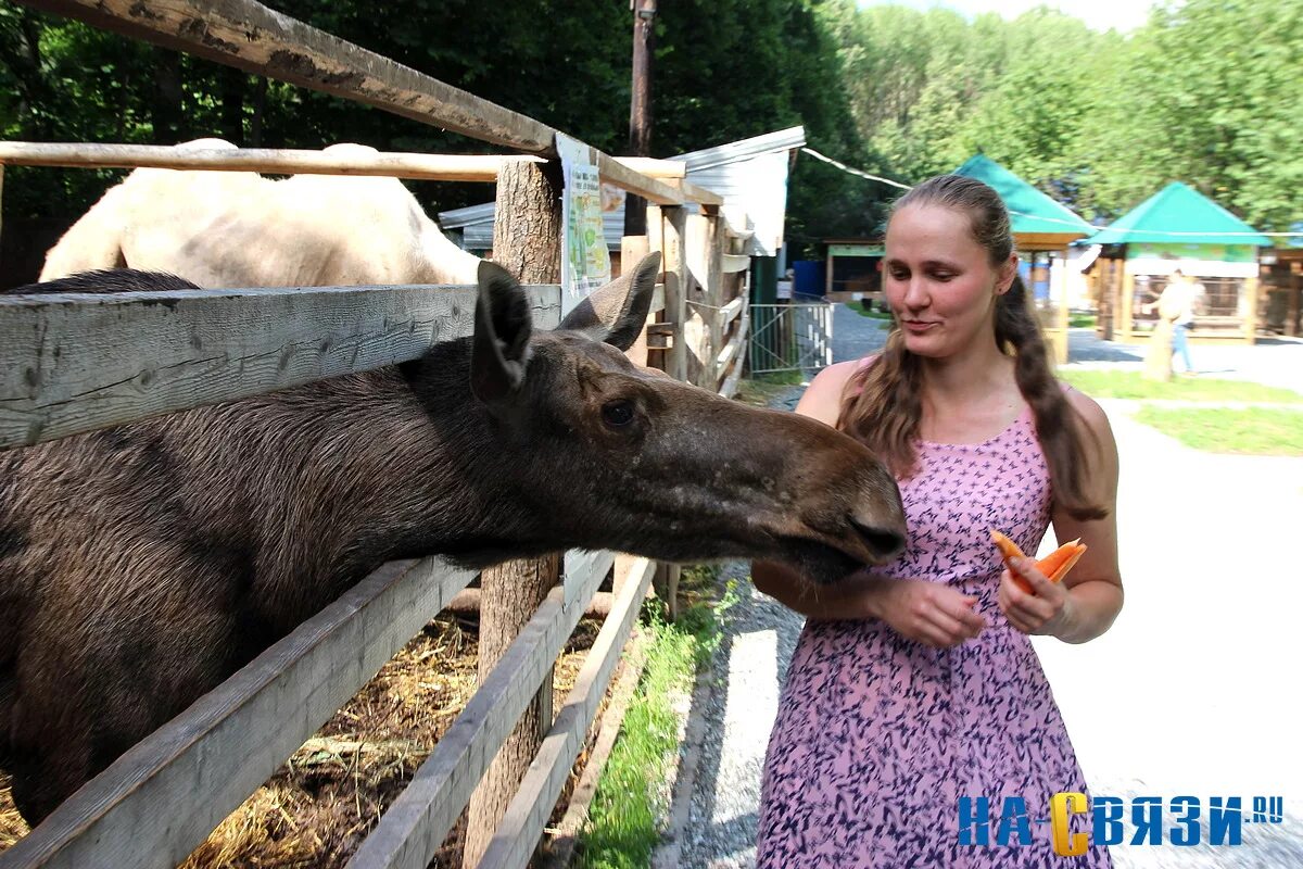 Зоопарк Новочебоксарск Ельниковская роща. Новочебоксарский зоопарк в роще. Зооуголок Новочебоксарск. Зверинец Новочебоксарск. Зоопарк новочебоксарск