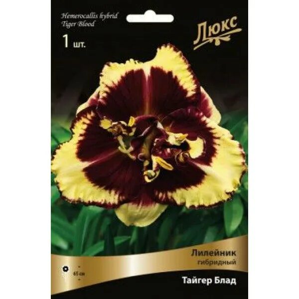 Тигр с огурцом. Тайгер огурец описание. Валигора f1. Тигровые огурцы. Тигровые огурцы.