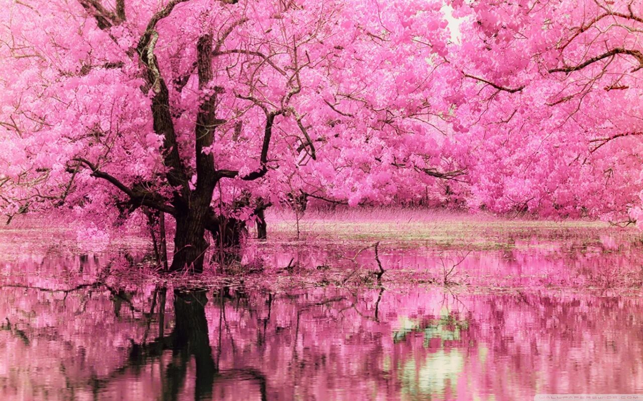 Рубин-1 стол - трансформер журнальный, бодега белый. Гарнитур кухонный "сакура" (2 тумбы, мойка, 3 подвесных шкафа). Квадро сакура. Пейзаж в японском стиле. Квадро сакура.