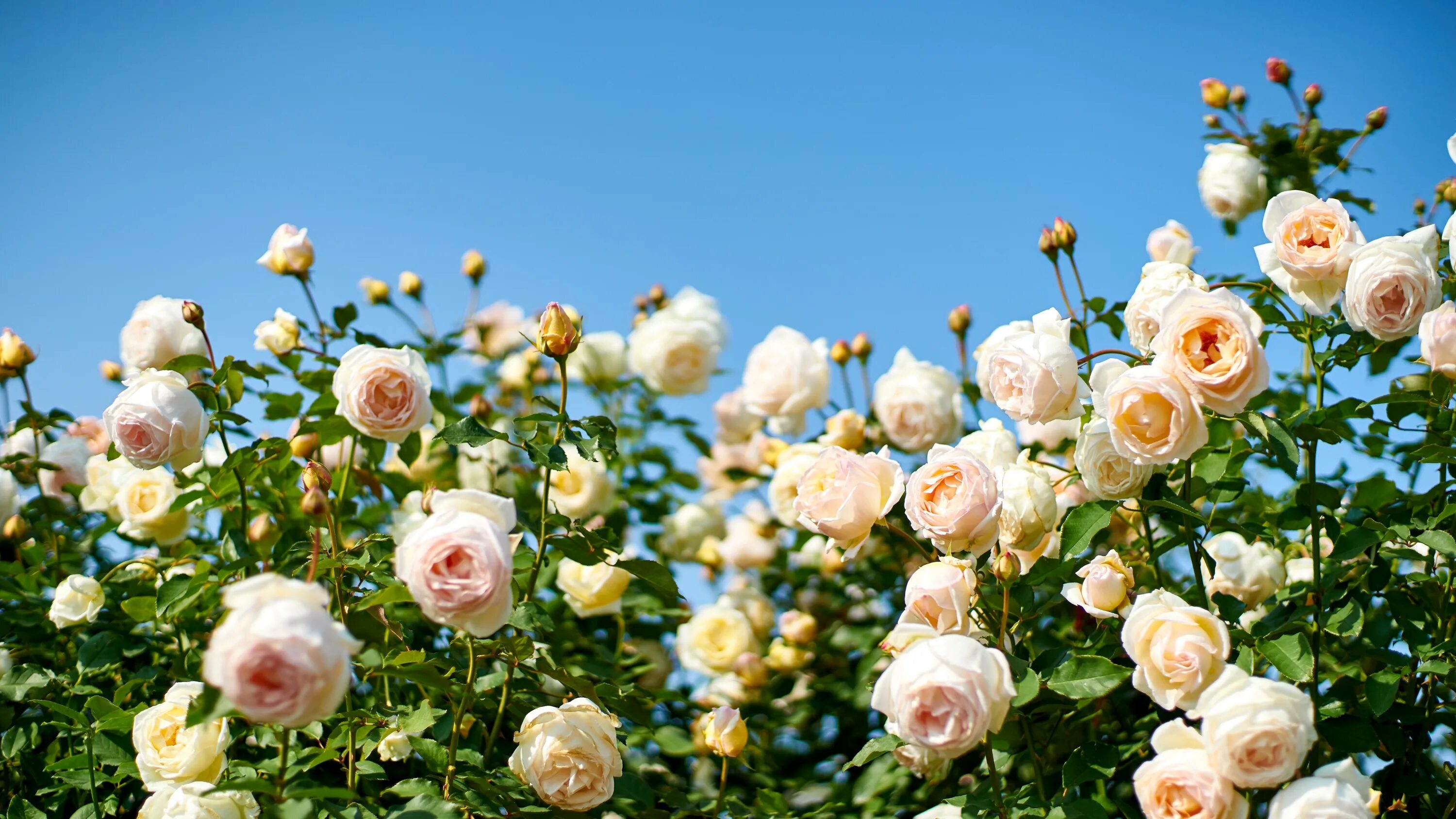 Розы тучам. Роза куст medeo. Розы тучам. Небо и розы облака. Тучи роза.