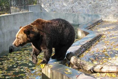Животные зоопарка медведь